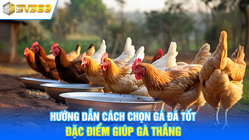 Hướng Dẫn Cách Chọn Gà Đá Tốt Đặc Điểm Giúp Gà Thắng