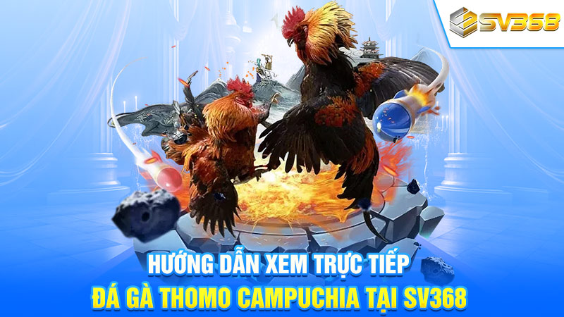 Hướng dẫn xem trực tiếp đá gà Thomo Campuchia tại SV368