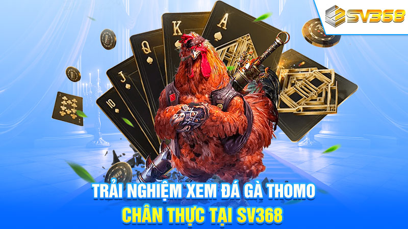 Trải Nghiệm Xem Đá Gà Thomo Chân Thực Tại SV368