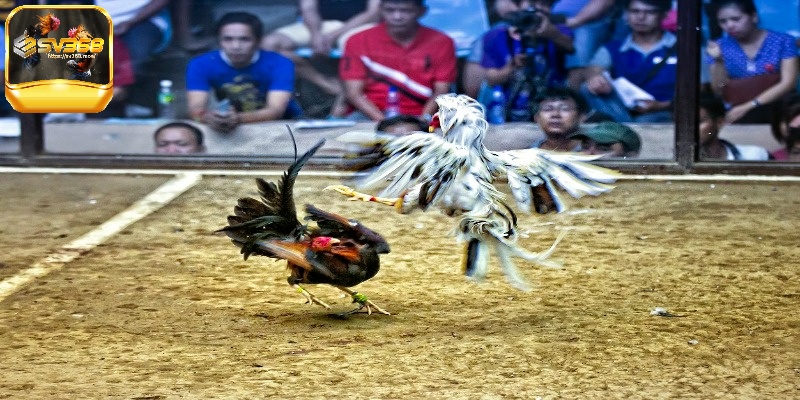 Tại sao đá gà trên mạng luôn thua – Mẹo chơi luôn thắng